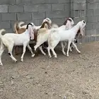 جفار مشاريك صنف فاخر جروم مضربه قبل شهر ونص