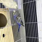 جوز هوقو غير أليف