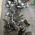 قمري للبيع صيد الوجه