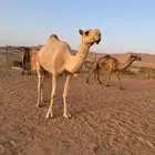 بكره لقيه