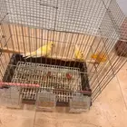 كناري