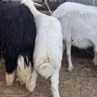 خرفان ضحايا توب التوب جذعان
