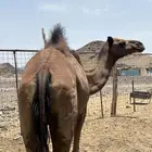 بكره صفرا جذعه مبيوع ولدها