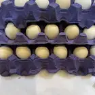 بيض دجاج مخصب   للأكل