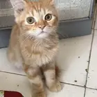 قطة للتبني kitten بدون مقابل