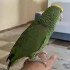 دبل يلو هد هدد للبيع عمره 8 شهور