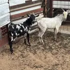 تيوس يمنيه