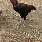 ديك بكستاني