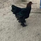 ديوك براهما