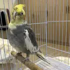 ببغاء كروان ذكر