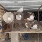 حمام فرنسي جامو