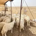 رخال وطليان مناسبات