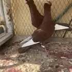 حمام مسويد حمر