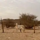 طلي فحل صنف