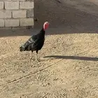 وز للبيع ودجاجة رومي