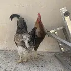 دجاج