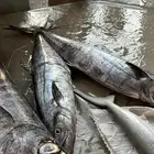 اسماك