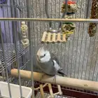 كروان هولندي