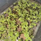 نباتات مائيه وشريمب