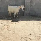 عنز عارضيه