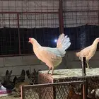 دجاج بلدي بياض