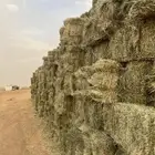برسيم تبوك طريق المدينة خلطه قليل