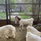عنز رباع جرمها ماشاءالله حليبها وافر
