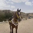 حصان شعبي