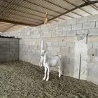 تيس هولندي ابيض