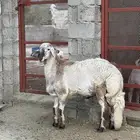 طلي فحل كفو