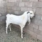 تيس هولندي فحل السن رباع