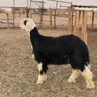 خروف نجدي