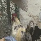 ديك بلدي