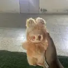 البؤبؤ