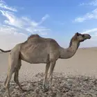 ناقه سودانيه القحه علي ولد سياف بن ذيب أم ثالث