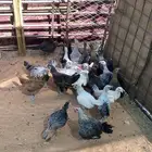 دجاج بلدي