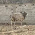 ثور بلدي العمر 3 سنوات