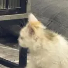 قط شيرازي للتبني