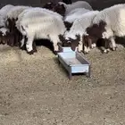 ذبايح نعيمي