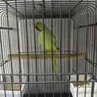 طيور دره ذكر و أنثي