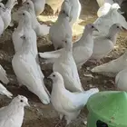 حمام فرنسي امهات وطبات