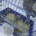 بلبول وحمام