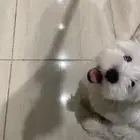 كلب مالتيز