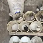 طيور