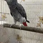 كاسيكو سوبر جامبو