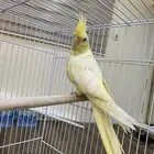 كروان للبيع