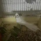 سلام عليكم أنثي البينون