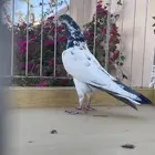 جوز تيدي
