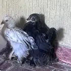 صوص براهماء