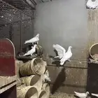 حمام فرنسي ملكي